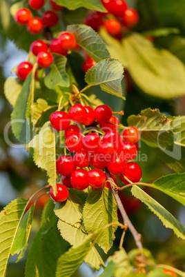 Red cherries in a tree