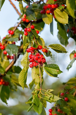 Red cherries in a tree