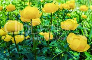 Beautiful yellow flowers Trollius asiaticus on flowerbed in gar