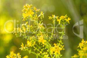 Johanniskraut, Hypericum perforatum, Heilpflanze mit Blüte