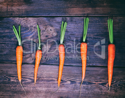 Orange fresh carrots