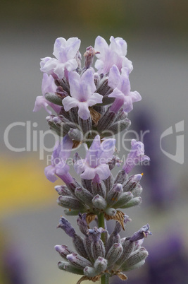 Echter Lavendel, Lavandula angustifolia