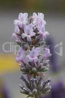 Echter Lavendel, Lavandula angustifolia