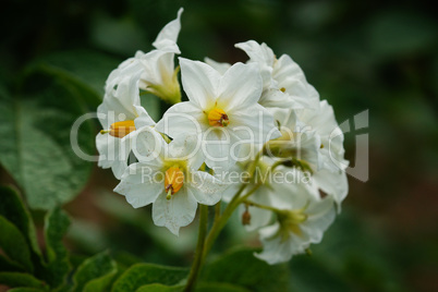 Blüte der Kartoffel, Solanum tuberosum