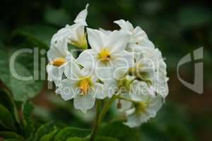 Blüte der Kartoffel, Solanum tuberosum