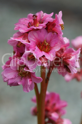 Bergenie, Bergenia hybride