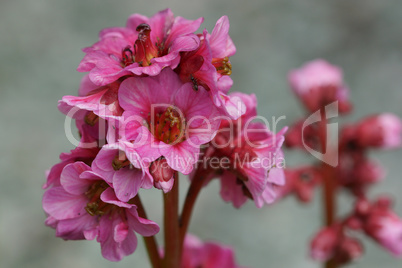 Bergenie, Bergenia hybride