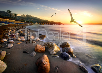 Seagulls over beach