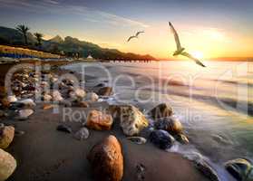 Seagulls over beach