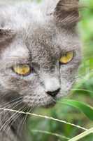 Beautiful gray cat