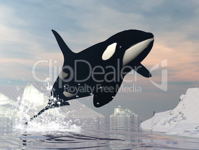 Killer whale jump - 3D render
