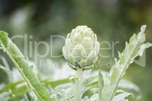 Artichoke on the plant, Cynara cardunculus