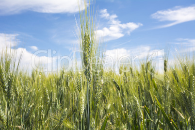 Closeup unripe wheat ears. Blue Sky in the background.