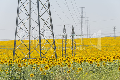 High voltage towers in sunflower field