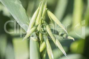 Unripe Oat harvest, green field