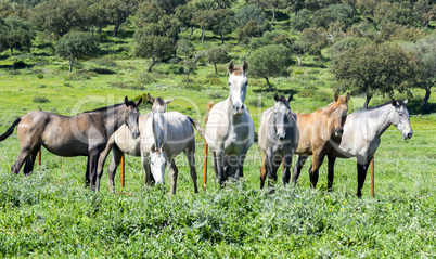 Herd of horses in a meadow