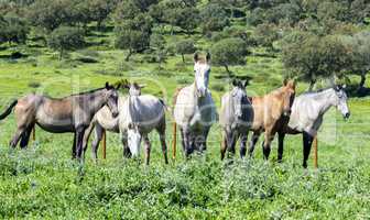 Herd of horses in a meadow