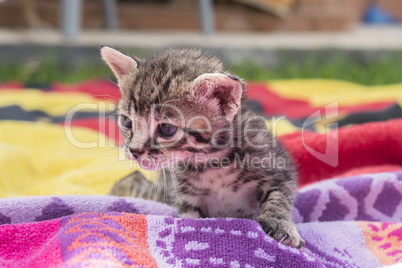 Adorable and sleepy tabby kitten