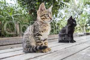 Two cats on a table staring at something