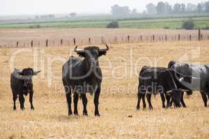 Farm bullring in Seville, Spain