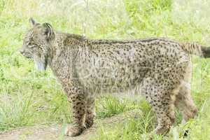 Lynx pardinus, Iberian lynx