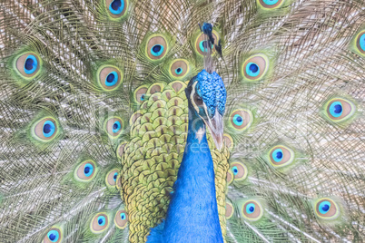 Pavo cristatus, Indian peafowl