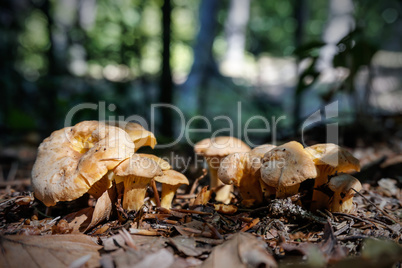 Cantharellus cibarius