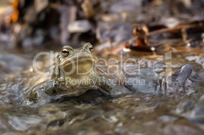 Common toad_02