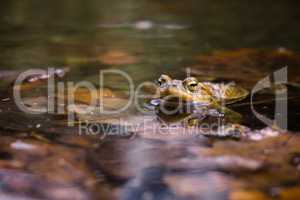 Common toad_01