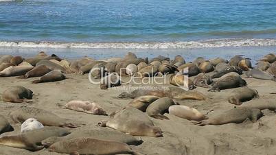 Northern Elephant seal colony