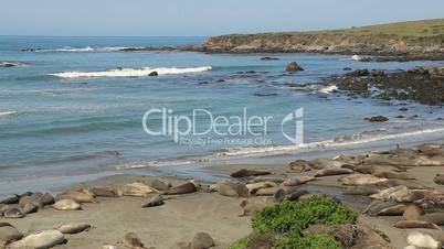 Northern Elephant seal colony