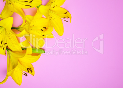Bouquet of flowering yellow lilies