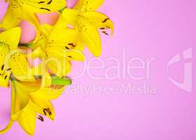 Bouquet of flowering yellow lilies
