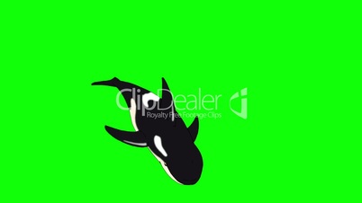 Killer Whale Underwater isolated on Green  Screen