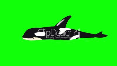Killer Whale in  the Water isolated on Green  Screen