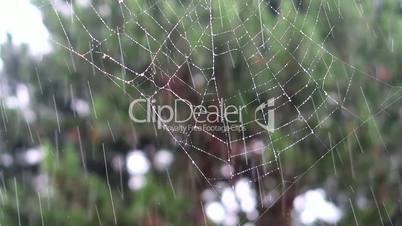 spider web in the rain