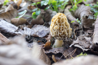 Morchella esculenta_03