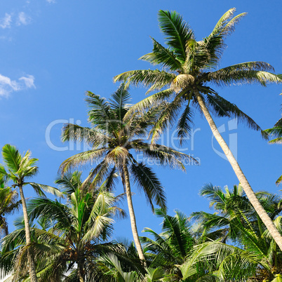 tropical palm trees and blue sky