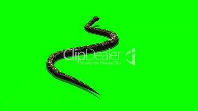 python snake crawls - green screen
