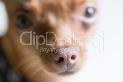 Closeup head of cute miniature ginger pinscher dog
