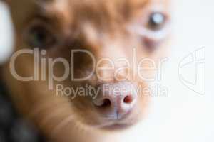 Closeup head of cute miniature ginger pinscher dog