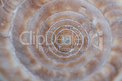 Spiral sea shell background