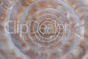Spiral sea shell background