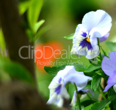 floraler Sommer Blumen Hintergrund mit Bokeh