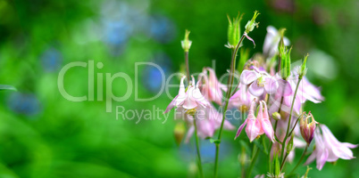 floraler Sommer Blumen Hintergrund mit Bokeh