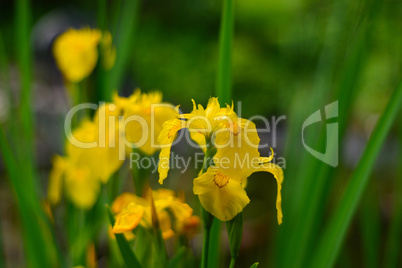 floraler Sommer Blumen Hintergrund mit Bokeh