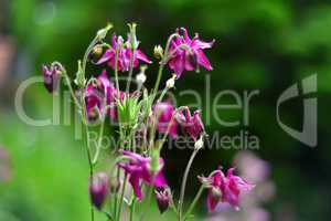 floraler Sommer Blumen Hintergrund mit Bokeh