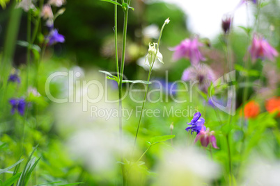 floraler Sommer Blumen Hintergrund mit Bokeh