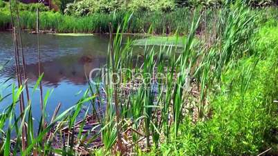 Thickets of reeds on the shore of a small lake.