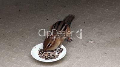 Small chipmunk eats seeds from a plate